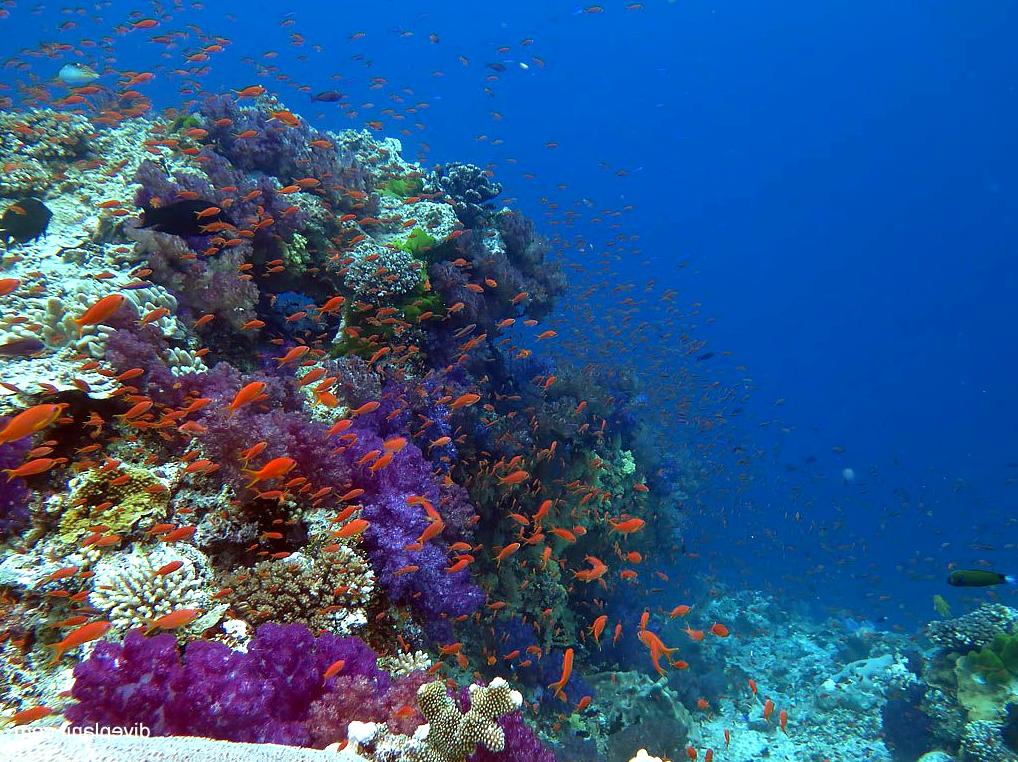 Delving into the Extent of Bligh Reef