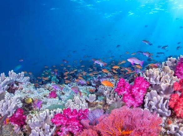 Investigating Bligh Reef's Boundaries