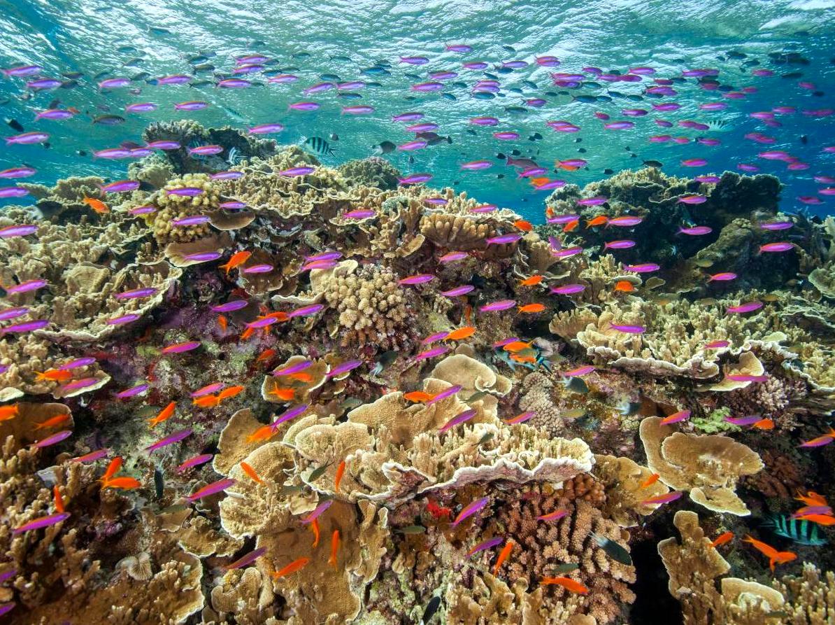 Journey Through Ribbon Valley's Underwater Reefs